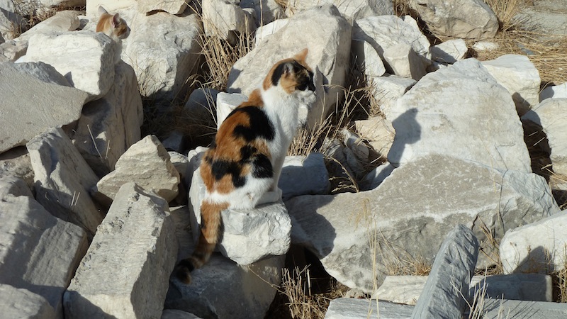 Acropolis cat 2.JPG
